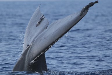 Der Schwanz eines Wals taucht vor der Küste Sri Lankas aus dem Meer auf – Sri Lanka Reise mit Kindern