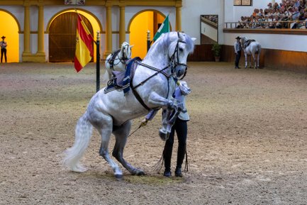 Ein elegantes, graues Pferd steht auf den Hinterbeinen, während ein Reiter es mit einer Zügeltechnik kontrolliert.