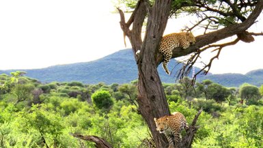 Zwei Leoparden liegen hoch oben im Baum - Namibia mit Kindern