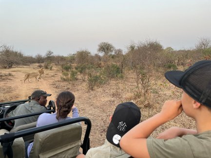 Kinder und ein Safari-Guide beobachten aufmerksam eine Gruppe Löwinnen in der Savanne – Südafrika Familienreise