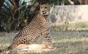 Gepardin vor Unterkunft - Südafrika for family - Südafrika mit Kindern