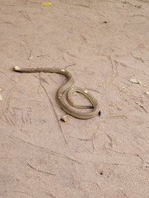 Schlange windet sich vorsichtig über den heißen Sand in der südafrikanischen Savanne – Südafrika mit Kindern