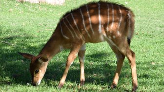 Ein junges Antilopenkalb grast friedlich auf dem saftigen, grünen Gras unter dem warmen Sonnenlicht.