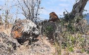 Ein Löwe liegt entspannt auf einem Felsen, umgeben von trockener Vegetation und spärlichen Bäumen unter einem blauen Himmel.