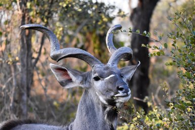 Ein Kudu frisst Blätter von einem Strauch - Namibia Urlaub mit Kindern
