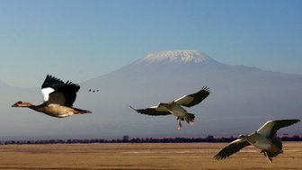 Drei Gänse fliegen über eine weite, grüne Ebene mit dem schneebedeckten Gipfel des Kilimandscharo im Hintergrund.