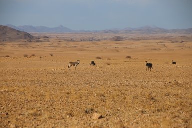 Vier Zebras stehen in der weiten Landschaft - Namibia Reise mit Kindern