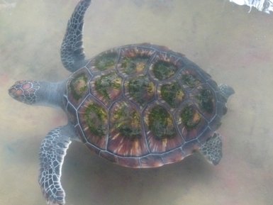 Meeresschildkröte schwimmt ruhig unter der Wasseroberfläche – Sri Lanka Reise mit Kindern