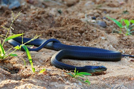 Eine schwarze Schlange schlängelt sich über den sandigen Boden, umgeben von grünem Gras und kleinen Pflanzen.