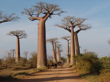 Eine Allee von majestätischen Baobab-Bäumen erstreckt sich entlang eines staubigen Weges, während ein Pferdewagen vorbeifährt.