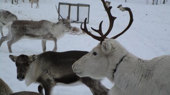 Eine Gruppe von Rentieren bewegt sich durch den schneebedeckten Wald, während einige im Hintergrund stehen.