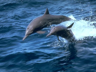 Zwei Spinnerdelfinen springen elegant durch die Wellen des Ozeans – Südafrika Reise mit Kindern