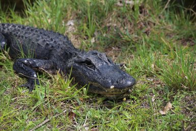 Ein Alligator liegt entspannt im hohen Gras der Everglades, seine schuppige Haut glänzt im Sonnenlicht.