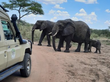Elefanteneltern mit ihrem Jungtier auf dem Weg im Serengeti-Nationalpark – Tansania Reise mit Kindern