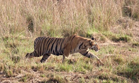 Ein Tiger schleicht durch hohes Gras, seine markanten Streifen heben sich deutlich von der Umgebung ab.