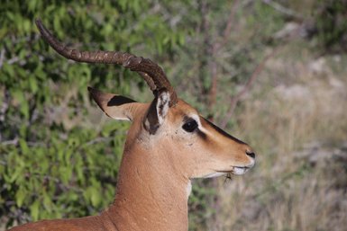 Eine Nahaufnahme zeigt einen Impala mit aufmerksam aufgerichteten Ohren - Namibia mit Kindern