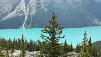 Ein atemberaubender Blick auf den türkisfarbenen Peyto Lake, umgeben von majestätischen Bergen und dichten Nadelwäldern.