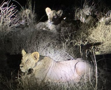 In der Dunkelheit ruhen zwei Löwen, während das schwache Licht ihre majestätischen Körper und das hohe Gras beleuchtet.