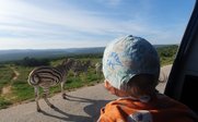 Ein kleines Kind schaut fasziniert aus dem Auto auf eine Gruppe von Zebras, die auf der Straße stehen.