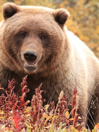 Braunbär in Natur - Westkanada mit Kindern