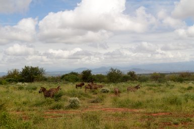 Eine Gruppe von Zebras grast friedlich in der weiten Savanne, umgeben von sanften Hügeln und bewölktem Himmel.