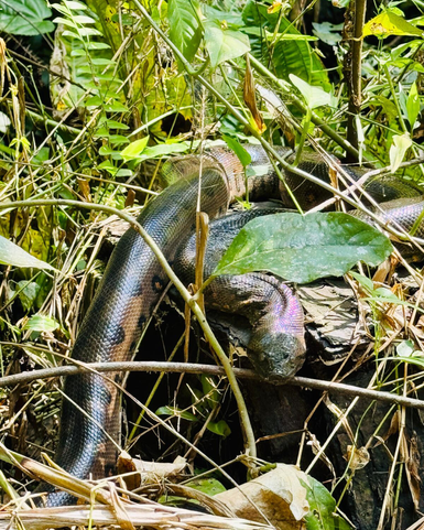 Eine große Schlange schlängelt sich durch das dichte, grüne Unterholz, umgeben von Blättern und Ästen.
