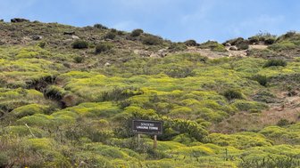 Eine grüne Hügellandschaft mit leuchtend gelben Pflanzen und einem Wegweiser zum Sendero Laguna Torre im Vordergrund.