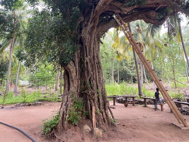 Baumhaus auf einem Bauernhof inmitten grüner Natur – Sri Lanka Familienreise