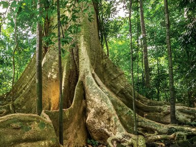 Ein majestätischer Baum mit weit ausladenden Wurzeln steht im dichten, grünen Dschungel, umgeben von hohen Bäumen.