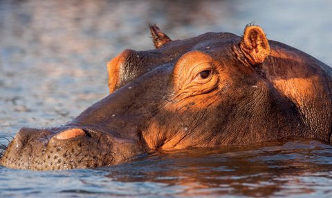 Ein Nilpferd taucht teilweise aus dem Wasser auf, sein Kopf ist gut sichtbar mit einem intensiven Blick.