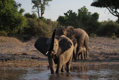 Ein Elefant im Fluss und andere Elefanten am Ufer - Namibia Familienurlaub