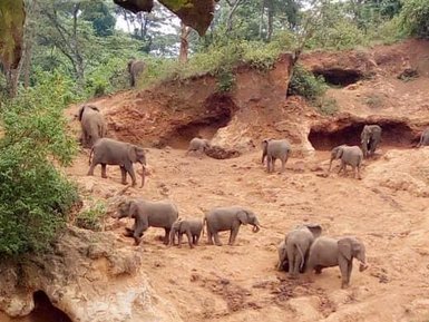 Elefanten ruhen in der Nähe der Elephant Caves – Tansania Familienreise