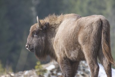 Ein imposanter Bison steht majestätisch im Vordergrund, während sanfte Waldhügel den Hintergrund bilden.