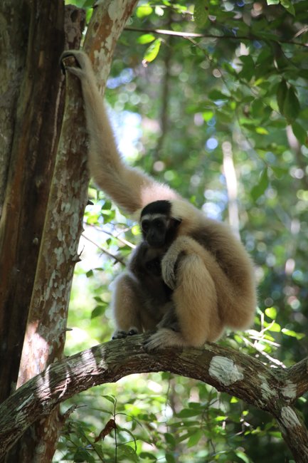 Gibbon-Affe sitzt auf einem Baumast in freier Natur – Kambodscha mit Kindern