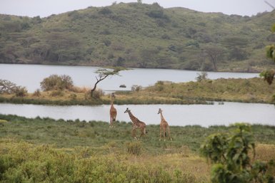 Giraffen stehen an einem See im grünen Arusha-Nationalpark – Tansania Familienreise