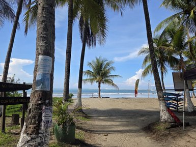 Ein sonniger Strandweg führt zwischen hohen Palmen zum ruhigen Meer, wo sanfte Wellen an den Strand plätschern.