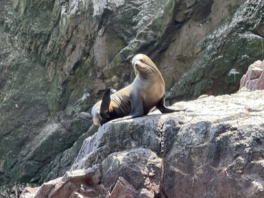 Ein Seelöwe liegt entspannt auf einem Felsen, umgeben von rauen Klippen und einer Vielzahl von Vögeln im Hintergrund.