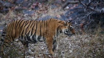 Ein majestätischer Tiger schreitet durch das trockene Gras, umgeben von herbstlichen Blättern und felsigem Terrain.