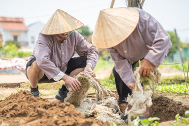 Zwei Männer in traditionellen vietnamesischen Hüten arbeiten im Garten und ziehen Pflanzenwurzeln aus der Erde.
