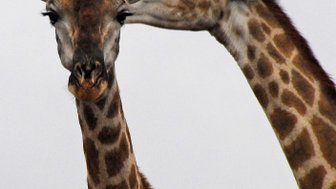 Zwei neugierige Giraffenköpfe aus nächster Nähe vor hellem Himmel – Südafrika Reise mit Kindern