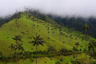 Eine grüne Hügellandschaft in Kolumbien, durchzogen von hohen Wachspalmen, die in den Nebel ragen.