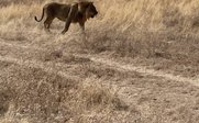 Ein majestätischer Löwe wandert durch die trockene Savanne, umgeben von hohem, goldenem Gras und vereinzelten Sträuchern.