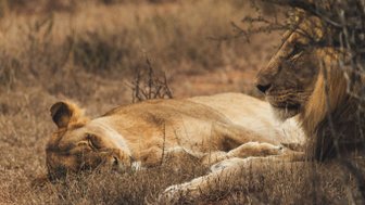 Löwe liegt im Schatten im Addo Nationalpark - Südafrika mit Kindern