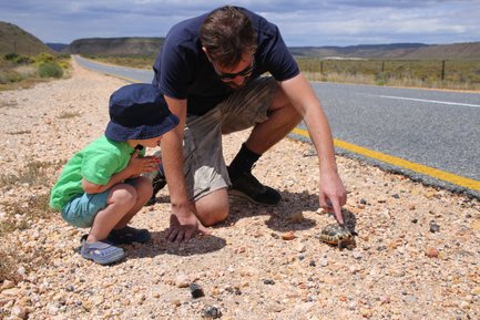 Ein Vater zeigt seinem Kind eine Schildkröte am Straßenrand entlang der Garden Route – Garden Route mit Kindern