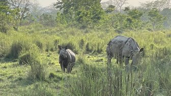 Zwei Nashörner stehen in einem grünen, grasbewachsenen Gebiet, umgeben von Bäumen und sanften Hügeln im Hintergrund.