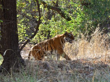 Ein majestätischer Tiger schleicht durch hohes Gras, umgeben von üppigem, grünem Laub und Bäumen im Hintergrund.