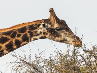 Giraffe beim Fressen in der Landschaft der Garden Route – Südafrika Familienreise
