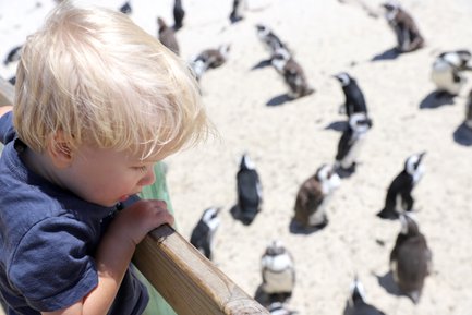 Kind beobachtet Pinguine am Boulders Beach – Garden Route Reise mit Kindern