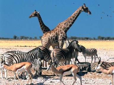 Eine Gruppe bestehend aus mehreren Tierarten steht nebeneinander in der Landschaft - Namibia mit Kindern