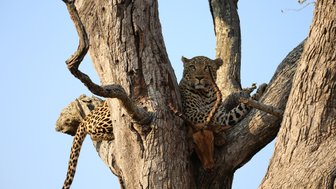Leopard liegt mit seiner Beute auf einem trockenen Baum im Kruger-Nationalpark – Südafrika Reise mit Kindern